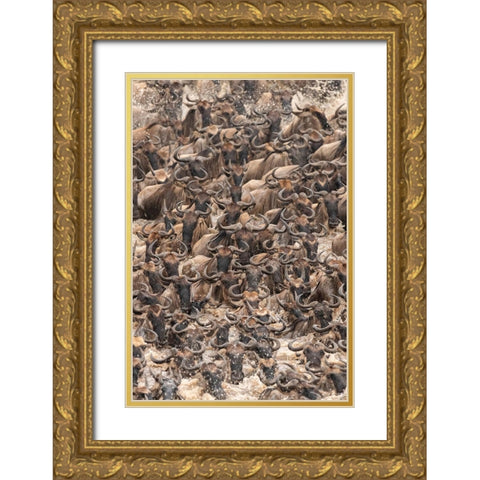 Africa-Tanzania-Serengeti National Park Wildebeests crossing Mara River  Gold Ornate Wood Framed Art Print with Double Matting by Jaynes Gallery