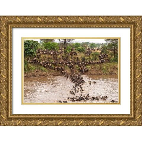 Africa-Tanzania-Serengeti National Park Wildebeests crossing Mara River  Gold Ornate Wood Framed Art Print with Double Matting by Jaynes Gallery