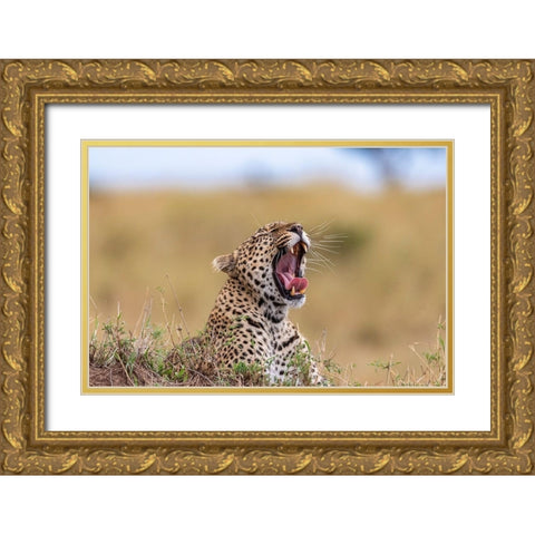 Africa-Tanzania-Serengeti National Park Yawning leopard  Gold Ornate Wood Framed Art Print with Double Matting by Jaynes Gallery