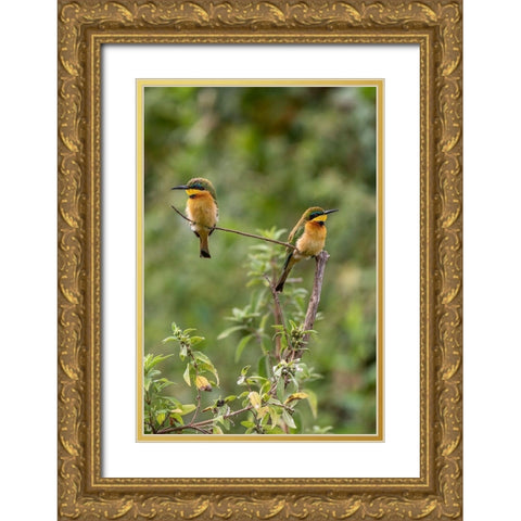 Africa-Tanzania Little bee-eater birds on limb  Gold Ornate Wood Framed Art Print with Double Matting by Jaynes Gallery