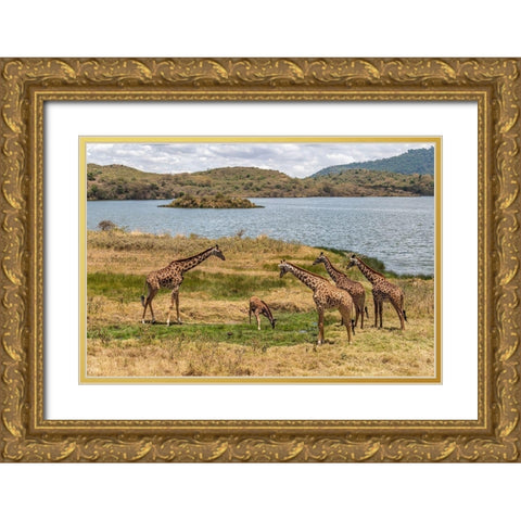 Africa-Tanzania-Serengeti National Park Giraffes on plain  Gold Ornate Wood Framed Art Print with Double Matting by Jaynes Gallery
