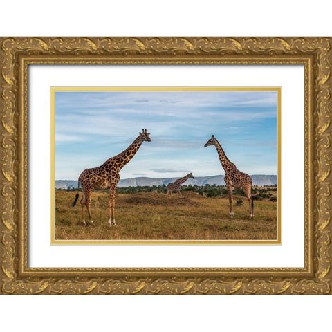 Africa-Tanzania-Serengeti National Park Giraffes on plain  Gold Ornate Wood Framed Art Print with Double Matting by Jaynes Gallery