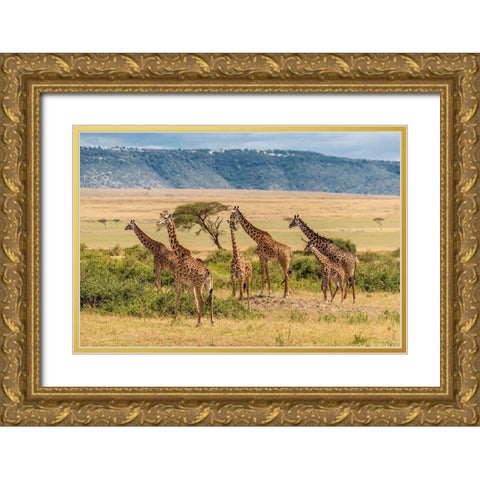 Africa-Tanzania-Serengeti National Park Giraffes on plain  Gold Ornate Wood Framed Art Print with Double Matting by Jaynes Gallery
