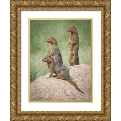 Africa-Tanzania A family of pygmy mongoose keeps vigil from atop an ant hill in the Serengeti Gold Ornate Wood Framed Art Print with Double Matting by Sederquist, Betty