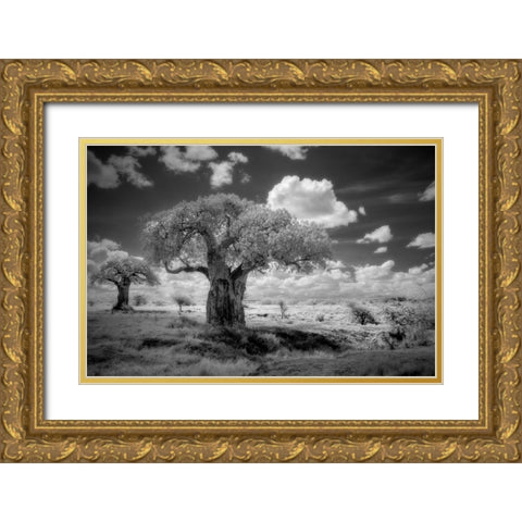 Africa-Tanzania Ancient baobab trees-dot the landscape in this infrared view Gold Ornate Wood Framed Art Print with Double Matting by Sederquist, Betty