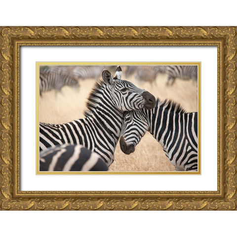 Africa-Tanzania Loving zebras nuzzle in the Serengeti Gold Ornate Wood Framed Art Print with Double Matting by Sederquist, Betty