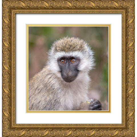 Africa Tanzania Vervet baby in the Serengeti Gold Ornate Wood Framed Art Print with Double Matting by Sederquist, Betty