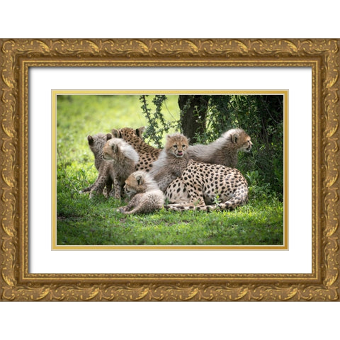 Africa-Tanzania cute cheetah cubs snuggle close to their mother in the Ndutu area of the Serengeti Gold Ornate Wood Framed Art Print with Double Matting by Sederquist, Betty