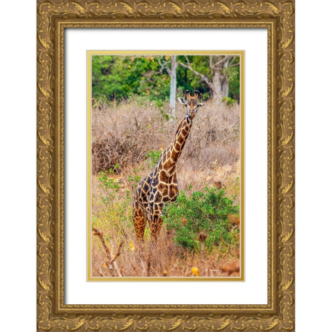 A Maasai giraffe looks on as a safari drives by Gold Ornate Wood Framed Art Print with Double Matting by Richardson, Larry
