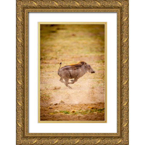 A young warthog kicks up dust as it runs Gold Ornate Wood Framed Art Print with Double Matting by Richardson, Larry