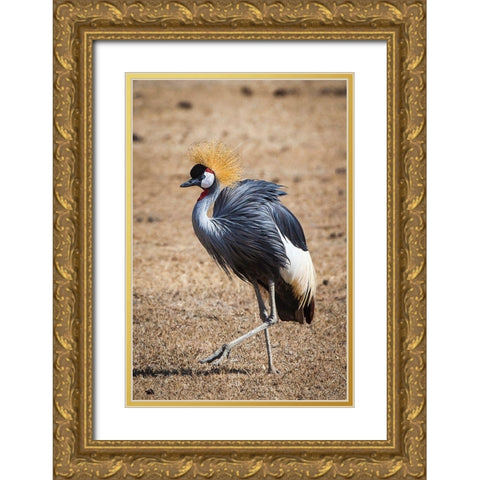 A grey crown crane is seen in Ngorongoro Crater-Tanzania Gold Ornate Wood Framed Art Print with Double Matting by Richardson, Larry