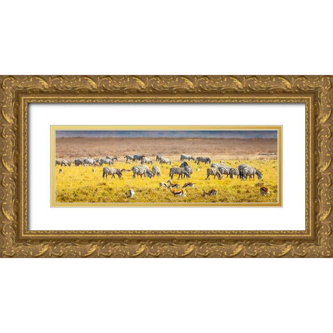 Thompsons gazelle and zebra feed among the grasslands within the Ngorongoro Crater Gold Ornate Wood Framed Art Print with Double Matting by Richardson, Larry