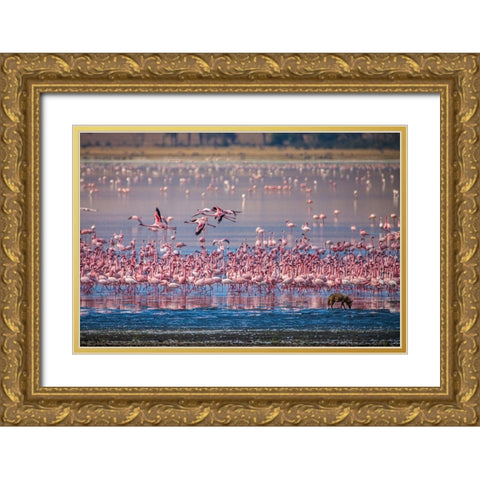 Lesser flamingos rest and feed in Lake Magadi inside Ngorongoro Crater-Tanzania Gold Ornate Wood Framed Art Print with Double Matting by Richardson, Larry