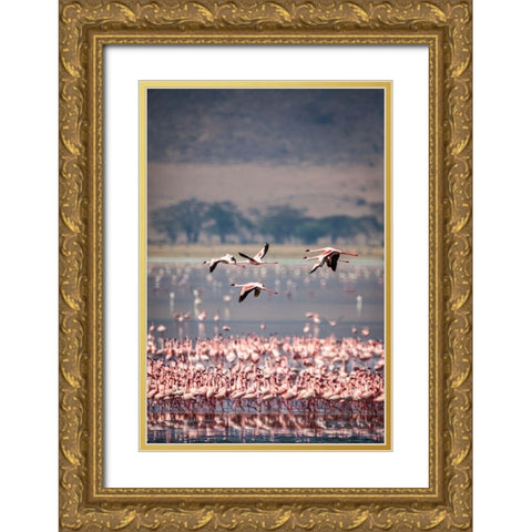 Lesser flamingos rest and feed in Lake Magadi inside Ngorongoro Crater-Tanzania Gold Ornate Wood Framed Art Print with Double Matting by Richardson, Larry