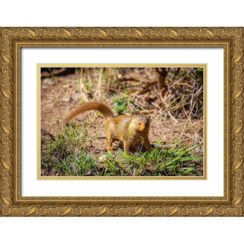 A dwarf mongoose-like other mustelids-is curious Gold Ornate Wood Framed Art Print with Double Matting by Richardson, Larry