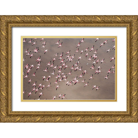 Africa-Tanzania-Aerial view of flock of Greater and Lesser Flamingos flying above salt waters Gold Ornate Wood Framed Art Print with Double Matting by Souders, Paul