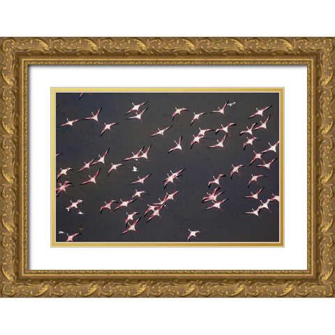 Africa-Tanzania-Aerial view of flock of Greater and Lesser Flamingos flying above salt waters Gold Ornate Wood Framed Art Print with Double Matting by Souders, Paul
