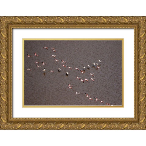 Africa-Tanzania-Aerial view of flock of Greater and Lesser Flamingos flying  Gold Ornate Wood Framed Art Print with Double Matting by Souders, Paul