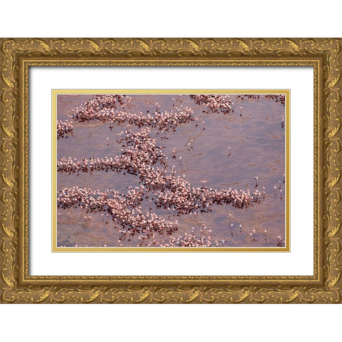 Africa-Tanzania-Aerial view of vast flock of Lesser Flamingos nesting in shallow salt waters Gold Ornate Wood Framed Art Print with Double Matting by Souders, Paul