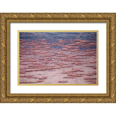 Africa-Tanzania-Aerial view of vast flock of Lesser Flamingos nesting in shallow salt waters Gold Ornate Wood Framed Art Print with Double Matting by Souders, Paul
