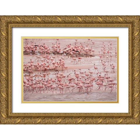 Africa-Tanzania-Aerial view of vast flock of Lesser Flamingos nesting in shallow salt waters Gold Ornate Wood Framed Art Print with Double Matting by Souders, Paul