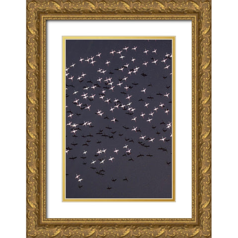 Africa-Tanzania-Aerial view of flock of Lesser Flamingos taking flight above shallow salt waters Gold Ornate Wood Framed Art Print with Double Matting by Souders, Paul