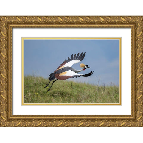 Africa-Tanzania-Ngorongoro Conservation Area-Grey Crowned Crane Gold Ornate Wood Framed Art Print with Double Matting by Souders, Paul
