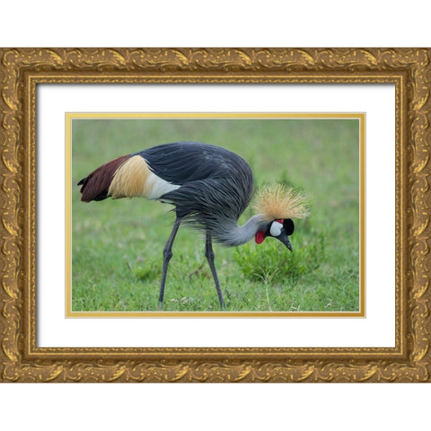 Africa-Tanzania-Ngorongoro Conservation Area-Grey Crowned Crane Gold Ornate Wood Framed Art Print with Double Matting by Souders, Paul