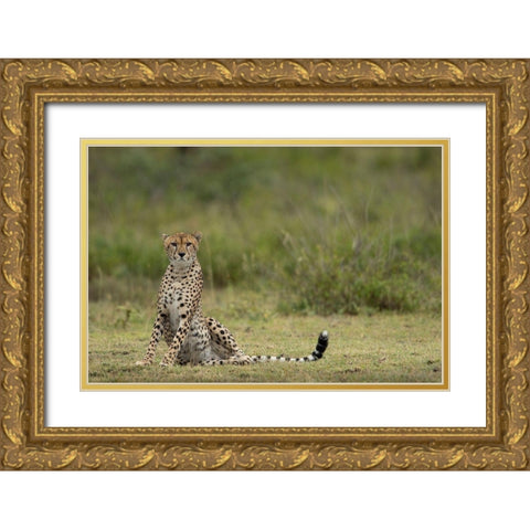 Tanzania-Ngorongoro Conservation Area-Adult Cheetah  Gold Ornate Wood Framed Art Print with Double Matting by Souders, Paul
