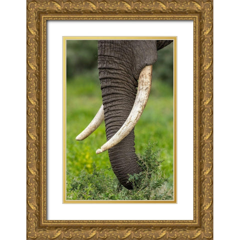 Africa-Tanzania-Ngorongoro Conservation Area-Close up of large ivory tusks of Bull Elephant Gold Ornate Wood Framed Art Print with Double Matting by Souders, Paul
