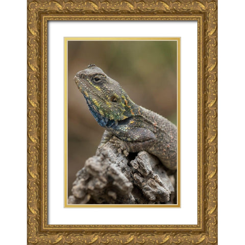 Tanzania-Ngorongoro Conservation Area-Ndutu Plains-Small ant walks across head of Agama Lizard Gold Ornate Wood Framed Art Print with Double Matting by Souders, Paul