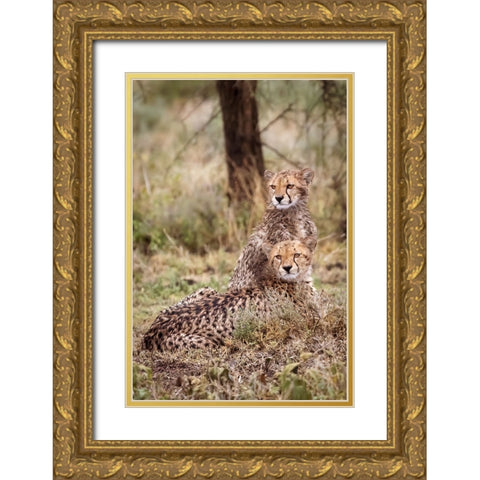 Cheetah cubs-Serengeti National Park-Tanzania-Africa Gold Ornate Wood Framed Art Print with Double Matting by Norring, Tom