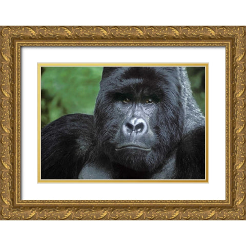 Zaire, Virungas NPSilverback mountain gorilla Gold Ornate Wood Framed Art Print with Double Matting by Welling, Dave