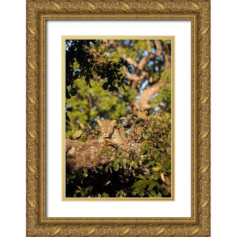 Africa-Zambia-South Luangwa National Park Male African leopard  Gold Ornate Wood Framed Art Print with Double Matting by Hopkins, Cindy Miller