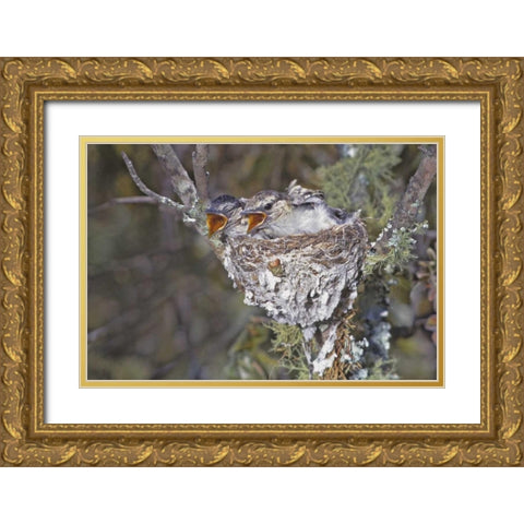 Zimbabwe Puff-backed shrike chicks in nest Gold Ornate Wood Framed Art Print with Double Matting by Williams, Joanne