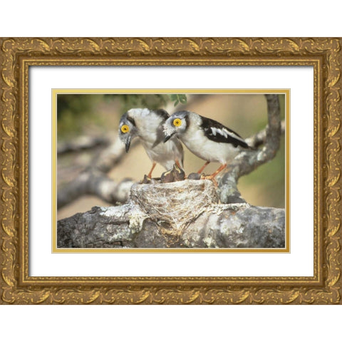 Zimbabwe Helmetshrike on nest with babies Gold Ornate Wood Framed Art Print with Double Matting by Williams, Joanne