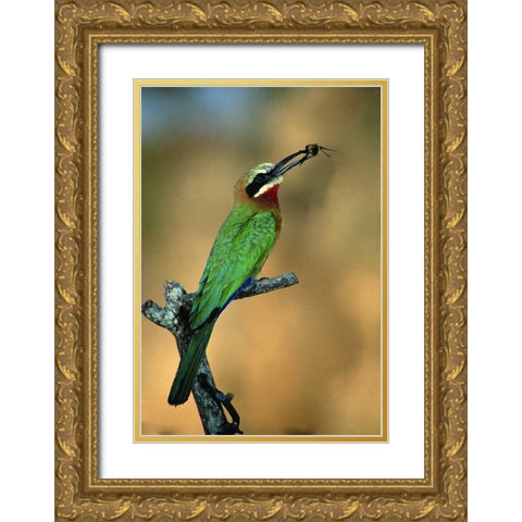 Zimbabwe White-fronted bee-eater with a bee Gold Ornate Wood Framed Art Print with Double Matting by Williams, Joanne