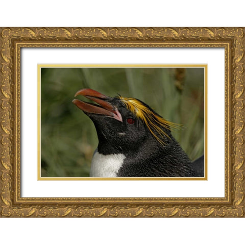 South Georgia Isl, Cooper Bay Macaroni penguin Gold Ornate Wood Framed Art Print with Double Matting by Morris, Arthur