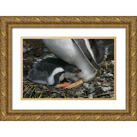 South Georgia Isl, Gold Bay Gentoo penguin chick Gold Ornate Wood Framed Art Print with Double Matting by Morris, Arthur