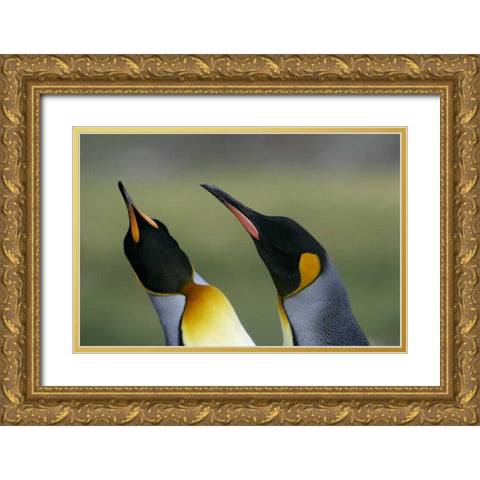 South Georgia Isl King penguins in courtship Gold Ornate Wood Framed Art Print with Double Matting by Morris, Arthur