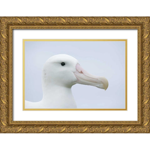 South Georgia Isl, Prion Isl Wandering albatross Gold Ornate Wood Framed Art Print with Double Matting by Morris, Arthur