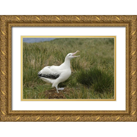 South Georgia Isl, Prion Isl Wandering albatross Gold Ornate Wood Framed Art Print with Double Matting by Morris, Arthur