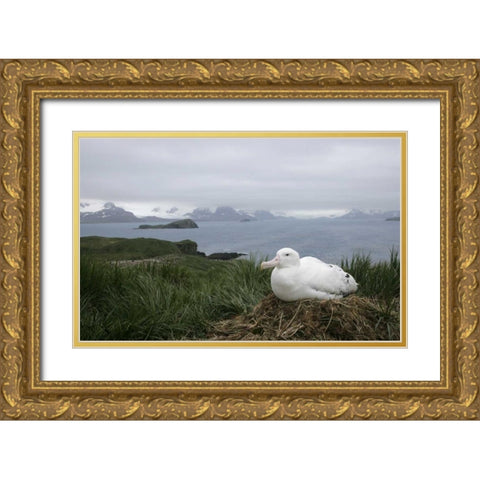 South Georgia Isl, Prion Isl Wandering albatross Gold Ornate Wood Framed Art Print with Double Matting by Morris, Arthur
