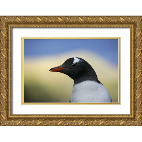 South Georgia Is, Stromess Bay Gentoo penguin Gold Ornate Wood Framed Art Print with Double Matting by Morris, Arthur