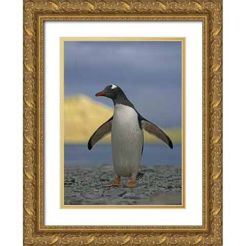 South Georgia Isl, Stromess Bay Gentoo penguin Gold Ornate Wood Framed Art Print with Double Matting by Morris, Arthur