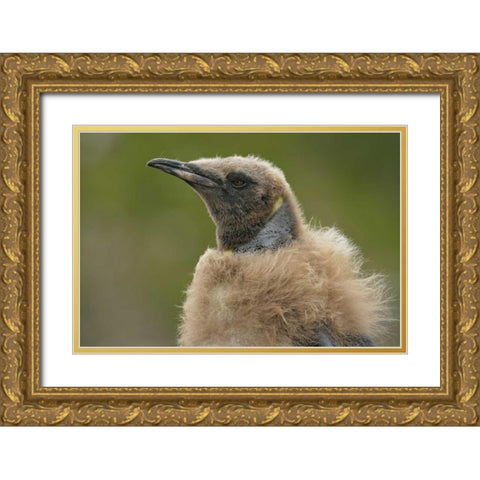 South Georgia Island Molting king penguin chick Gold Ornate Wood Framed Art Print with Double Matting by Morris, Arthur