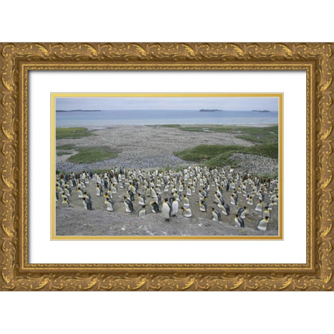 South Georgia Island King penguin colony Gold Ornate Wood Framed Art Print with Double Matting by Morris, Arthur