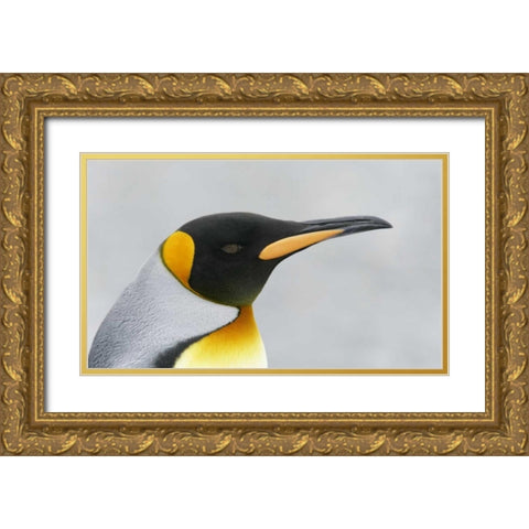 South Georgia Island King penguin head Gold Ornate Wood Framed Art Print with Double Matting by Morris, Arthur