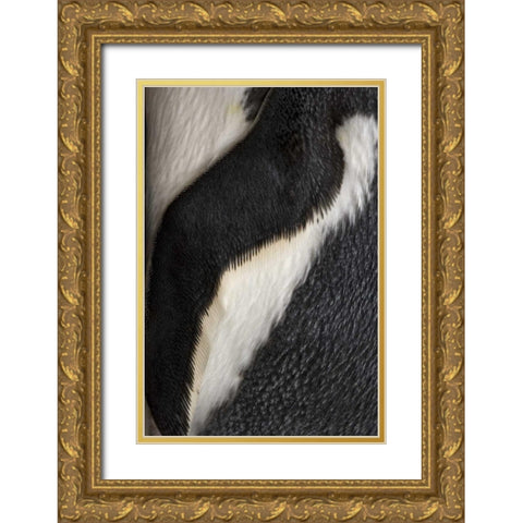 South Georgia Island Gentoo penguin flipper Gold Ornate Wood Framed Art Print with Double Matting by Paulson, Don