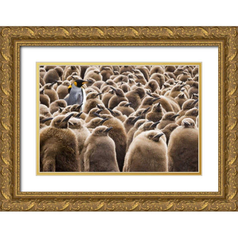 South Georgia Island Young king penguin chicks Gold Ornate Wood Framed Art Print with Double Matting by Paulson, Don